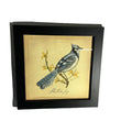 Blue Jay print by Kolene Spicher