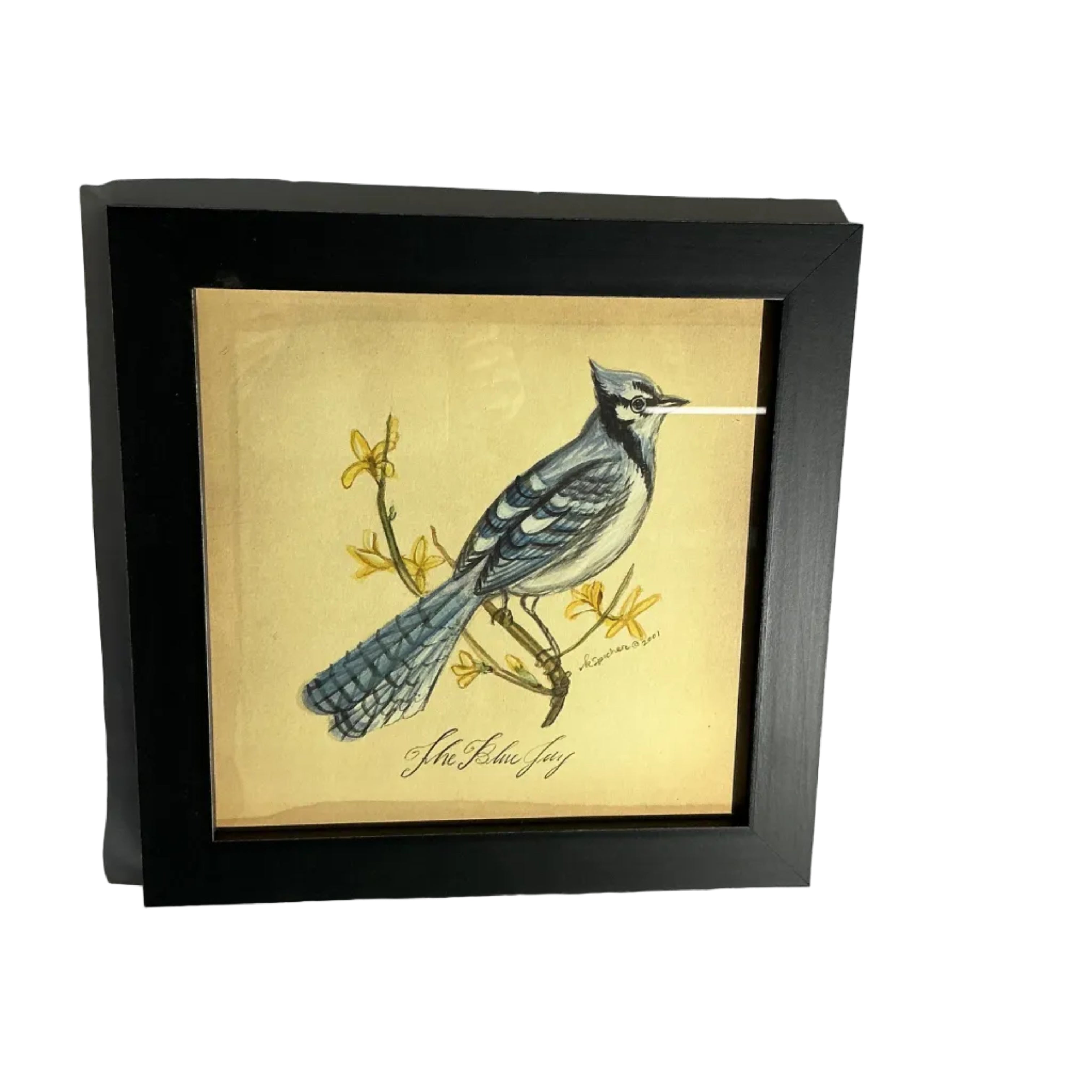 Blue Jay print by Kolene Spicher